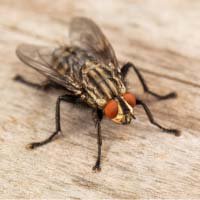 Flys Control